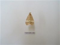 藏品(直蝶燈蛾)的圖片